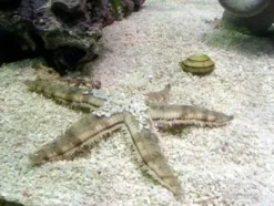 Sale Sand søstjerne (Archaster typicus) 4-6 cm Anemone, Bløddyr Og Snegle Til Saltvand