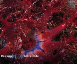 Søæble (Pseuducolochirus violaceus) Anemone, Bløddyr Og Snegle Til Saltvand