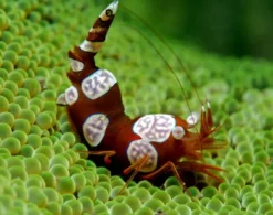 Online Sexet Reje (Thor amboinensis) Anemone, Bløddyr Og Snegle Til Saltvand
