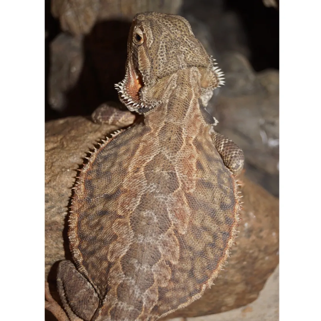 Skægagame ungdyr (Pogona Vitticeps) Krybdyr
