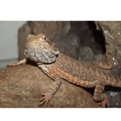 Skægagame ungdyr (Pogona Vitticeps) Krybdyr