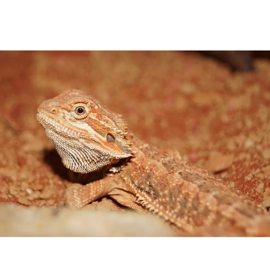 Skægagame ungdyr (Pogona Vitticeps) Krybdyr
