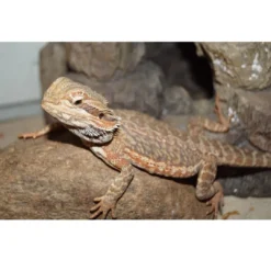 Skægagame ungdyr (Pogona Vitticeps) Krybdyr