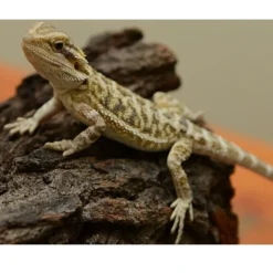 Skægagame ungdyr (Pogona Vitticeps) Krybdyr