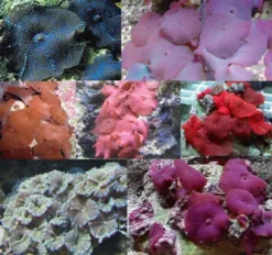 Discount Skiveanemone Discosoma sp Mix Saltvandskoraller