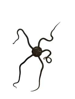 Clearance Slangesøstjerne Ophioderma rubicundum Anemone, Bløddyr Og Snegle Til Saltvand