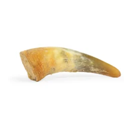 Best Snack'it Fyldt Oksehorn Hundeguf Og Tyggeben Til Hunde