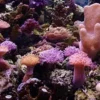 Outlet SoftCoral mix (Blødkoral mix) Saltvandskoraller