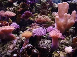 Outlet SoftCoral mix (Blødkoral mix) Saltvandskoraller