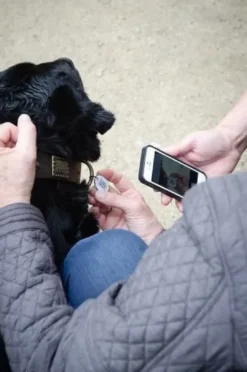 Clearance Spotted hundetegn QR ID sort Hundetegn Til Hvalpe - Sikkerhed Og Tryghed Hvis Hvalpen Løber Væk|Hundetegn Og Smykker Med Stil Og Sikkerhed