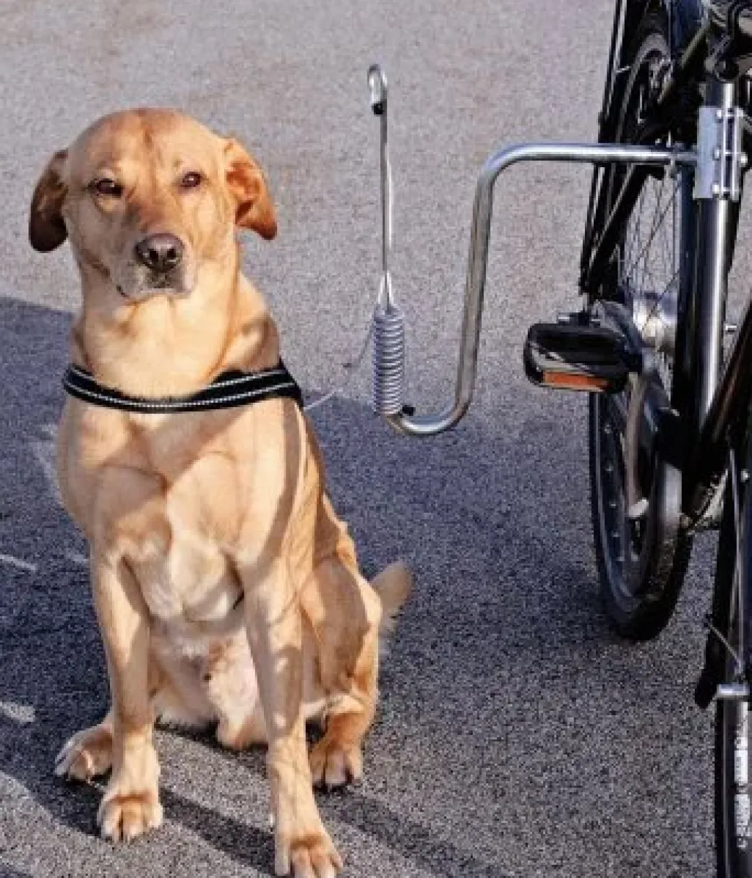 New Springer komplet Cykelbeslag Transport Og Adgang Til Hvalpe - Tryg Og Nem Hverdag|Transport Og Adgang For Hunde - Tryg Og Nem Hverdag