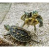 Best Stribet Kinesisk sumpskildpadde (Mauremys reevesii) Krybdyr