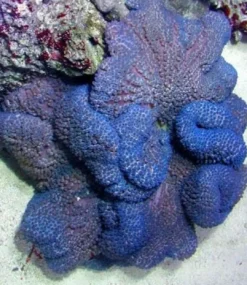 Outlet Stychodactyla gigantea (Lilla) Tæppeanemone Anemone, Bløddyr Og Snegle Til Saltvand