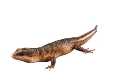 Hot Sulawesi Water Skink (Tropidophorus Baconi) Krybdyr