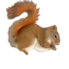 Sale Tamiasciurus hudsonicus Egern Krybdyr