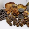 Outlet Terrarium Sæt af Dekoration Bakuli, Casuarina, Badam, Arjuna, Lotus, Mahagon, Jacaranda 180 gram Dekoration Til Terrarier