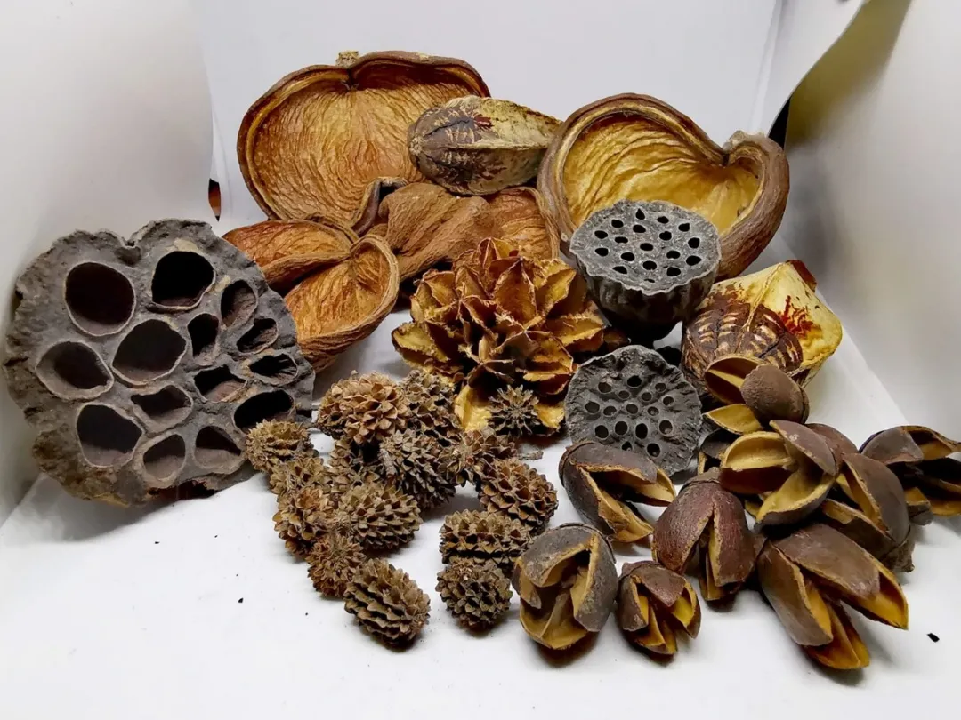 Outlet Terrarium Sæt af Dekoration Bakuli, Casuarina, Badam, Arjuna, Lotus, Mahagon, Jacaranda 180 gram Dekoration Til Terrarier