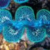 New Tridacna Maxima Blue Musling 9-10 cm Saltvandskoraller