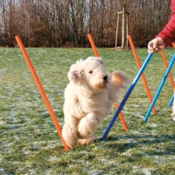 Outlet Agility Slalom - træning af smidighed Hundelegetøj Til Alle Hunde Leg Og Aktivering Året Rundt|Legetøj Til Hvalpe - Sjov Leg, Aktivering Og Tryghed Fra Første Dag