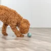 Sale snack bold ø 6 cm - aktiveringslegetøj til hunde Hundelegetøj Til Alle Hunde Leg Og Aktivering Året Rundt|Legetøj Til Hvalpe - Sjov Leg, Aktivering Og Tryghed Fra Første Dag