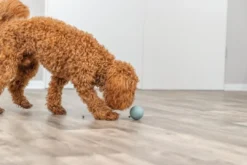 Sale snack bold ø 6 cm - aktiveringslegetøj til hunde Hundelegetøj Til Alle Hunde Leg Og Aktivering Året Rundt|Legetøj Til Hvalpe - Sjov Leg, Aktivering Og Tryghed Fra Første Dag