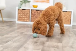 Sale snack bold ø 6 cm - aktiveringslegetøj til hunde Hundelegetøj Til Alle Hunde Leg Og Aktivering Året Rundt|Legetøj Til Hvalpe - Sjov Leg, Aktivering Og Tryghed Fra Første Dag