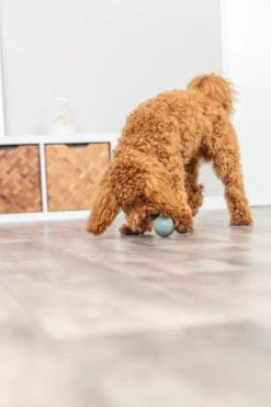 Sale snack bold ø 6 cm - aktiveringslegetøj til hunde Hundelegetøj Til Alle Hunde Leg Og Aktivering Året Rundt|Legetøj Til Hvalpe - Sjov Leg, Aktivering Og Tryghed Fra Første Dag