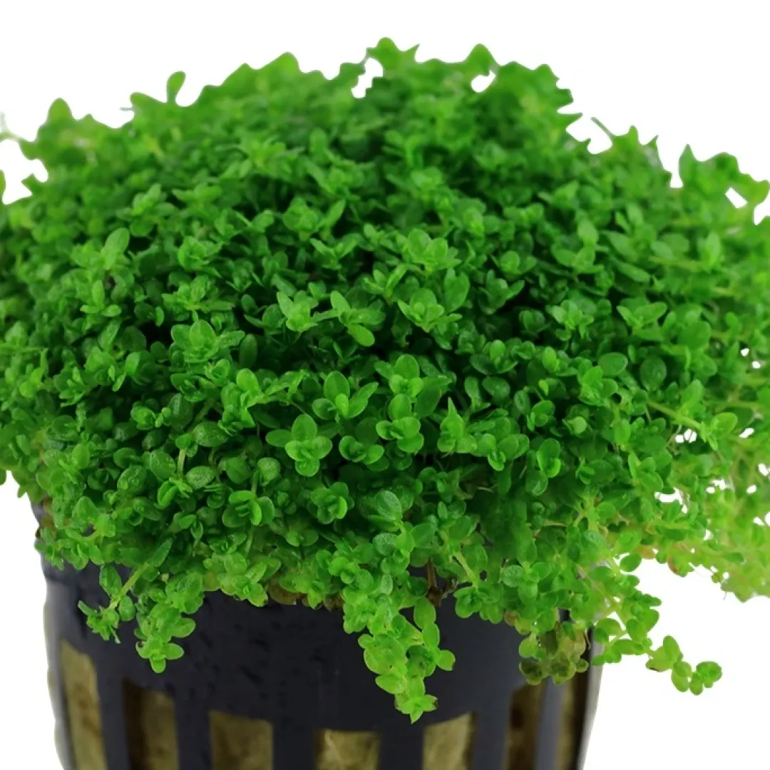 Outlet Tropica Akvaieplante i potte Micranthemum callitrichoides Cuba Akvarieplanter