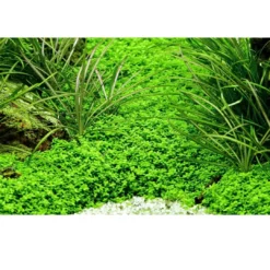 Outlet Tropica Akvaieplante i potte Micranthemum callitrichoides Cuba Akvarieplanter