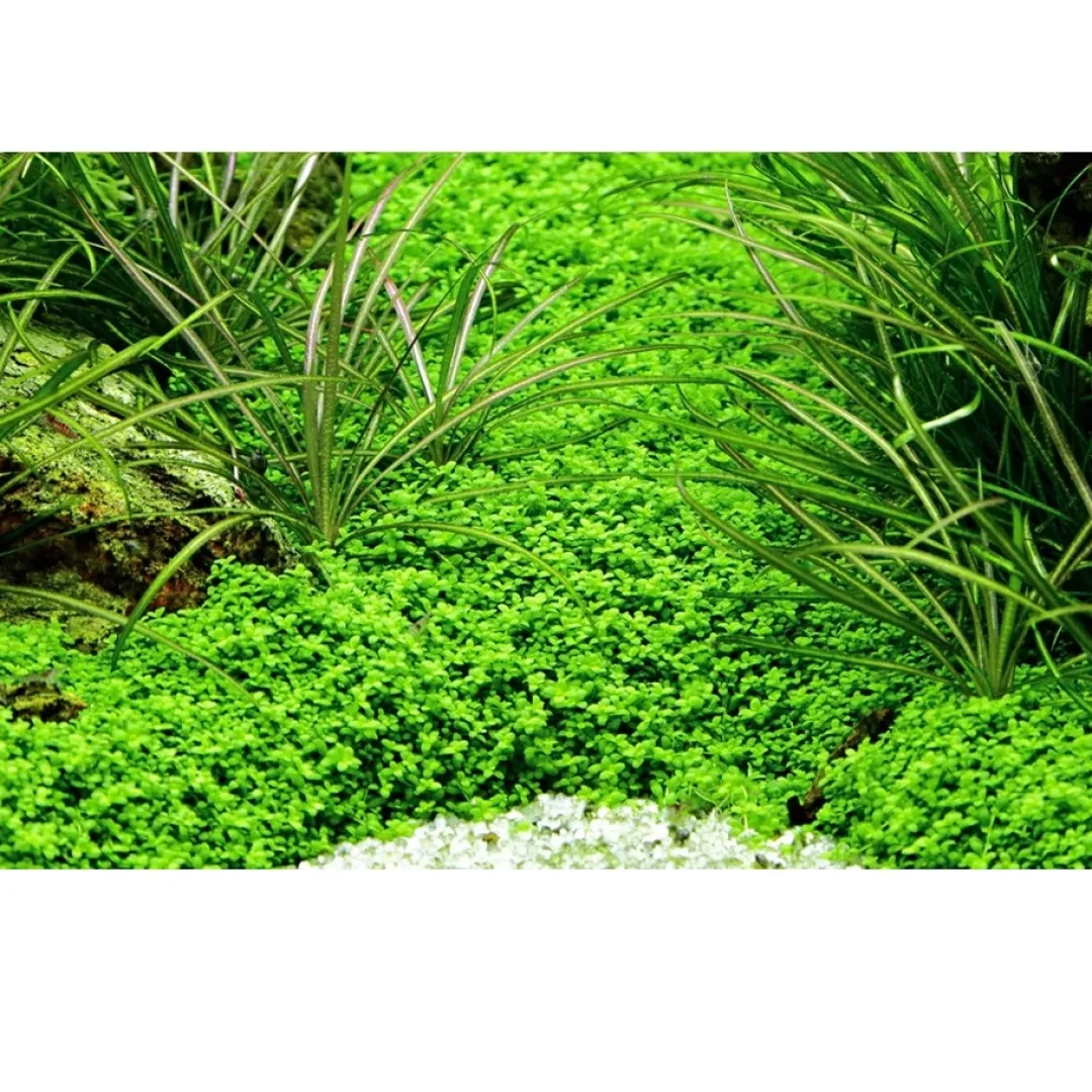 Outlet Tropica Akvaieplante i potte Micranthemum callitrichoides Cuba Akvarieplanter