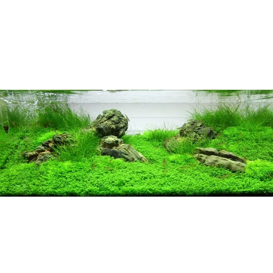 Outlet Tropica Akvaieplante i potte Micranthemum callitrichoides Cuba Akvarieplanter