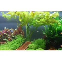 Outlet Tropica Akvarieplante Aponogeton ulvaceus i knold x 5 Akvarieplanter