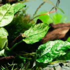 Tropica Akvarieplante Clips Anubias barteri var. nana 'Pinto' Akvarieplanter
