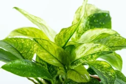 Tropica Akvarieplante Clips Anubias barteri var. nana 'Pinto' Akvarieplanter
