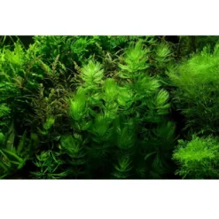 Outlet Tropica Akvarieplante i portion Ceratophyllum demersum Foxtail Akvarieplanter