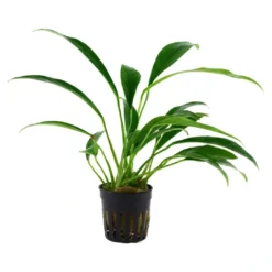 Hot Tropica Akvarieplante i potte Anubias barteri variant glabra Akvarieplanter|Terrarieplanter
