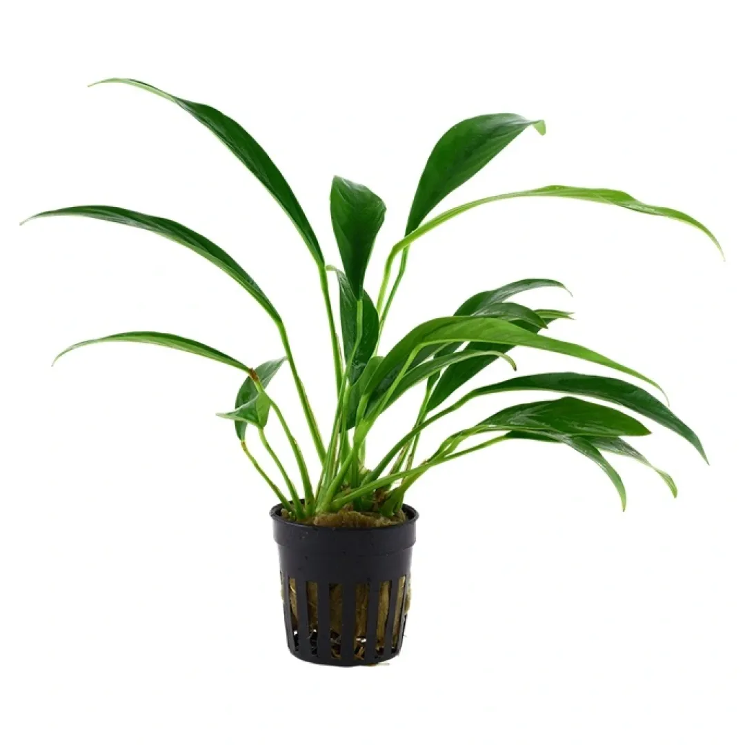 Hot Tropica Akvarieplante i potte Anubias barteri variant glabra Akvarieplanter|Terrarieplanter