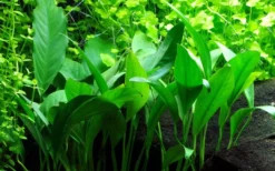 Hot Tropica Akvarieplante i potte Anubias barteri variant glabra Akvarieplanter|Terrarieplanter