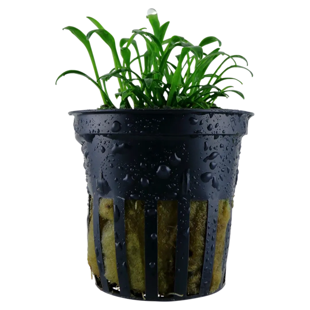 Outlet Tropica Akvarieplante i potte Cryptocoryne parva Akvarieplanter