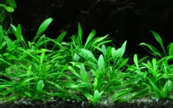 Outlet Tropica Akvarieplante i potte Cryptocoryne parva Akvarieplanter