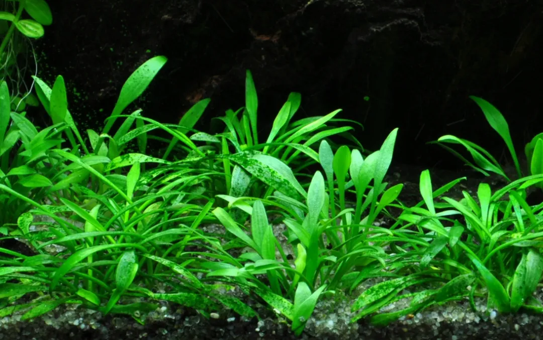 Outlet Tropica Akvarieplante i potte Cryptocoryne parva Akvarieplanter