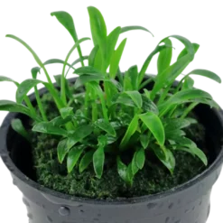 Outlet Tropica Akvarieplante i potte Cryptocoryne parva Akvarieplanter