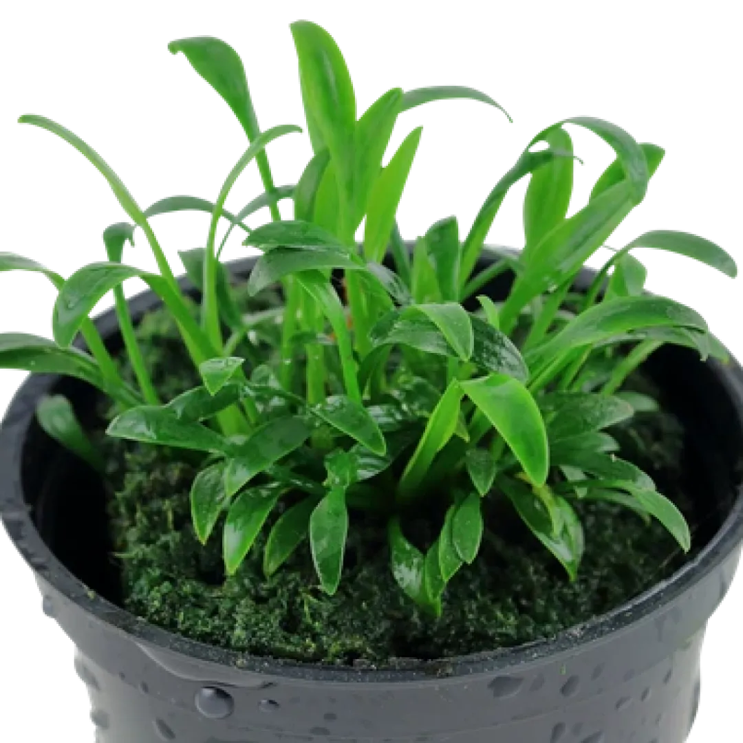 Outlet Tropica Akvarieplante i potte Cryptocoryne parva Akvarieplanter