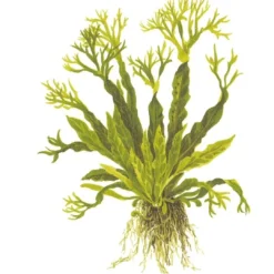 Outlet Tropica Akvarieplante i potte Microsorum pteropus Windeløv Akvarieplanter