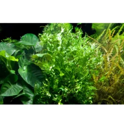 Outlet Tropica Akvarieplante i potte Microsorum pteropus Windeløv Akvarieplanter
