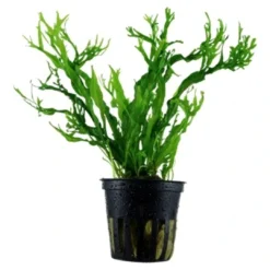 Outlet Tropica Akvarieplante i potte Microsorum pteropus Windeløv Akvarieplanter