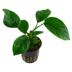 Discount Tropica Akvarieplante i potte Anubias barteri caladiifolia Akvarieplanter|Terrarieplanter