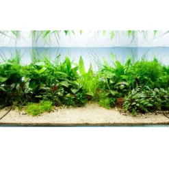 Discount Tropica Akvarieplante i potte Anubias barteri caladiifolia Akvarieplanter|Terrarieplanter