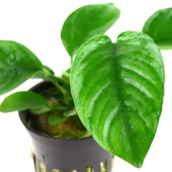 Discount Tropica Akvarieplante i potte Anubias barteri caladiifolia Akvarieplanter|Terrarieplanter