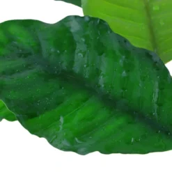 Discount Tropica Akvarieplante i potte Anubias barteri coffeefolia Akvarieplanter|Terrarieplanter